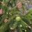 Picea abies .png